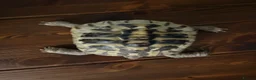 Tortoise reptiles for sale: Herman tortoise and horsefield tortoise  in Chard - Advert 4
