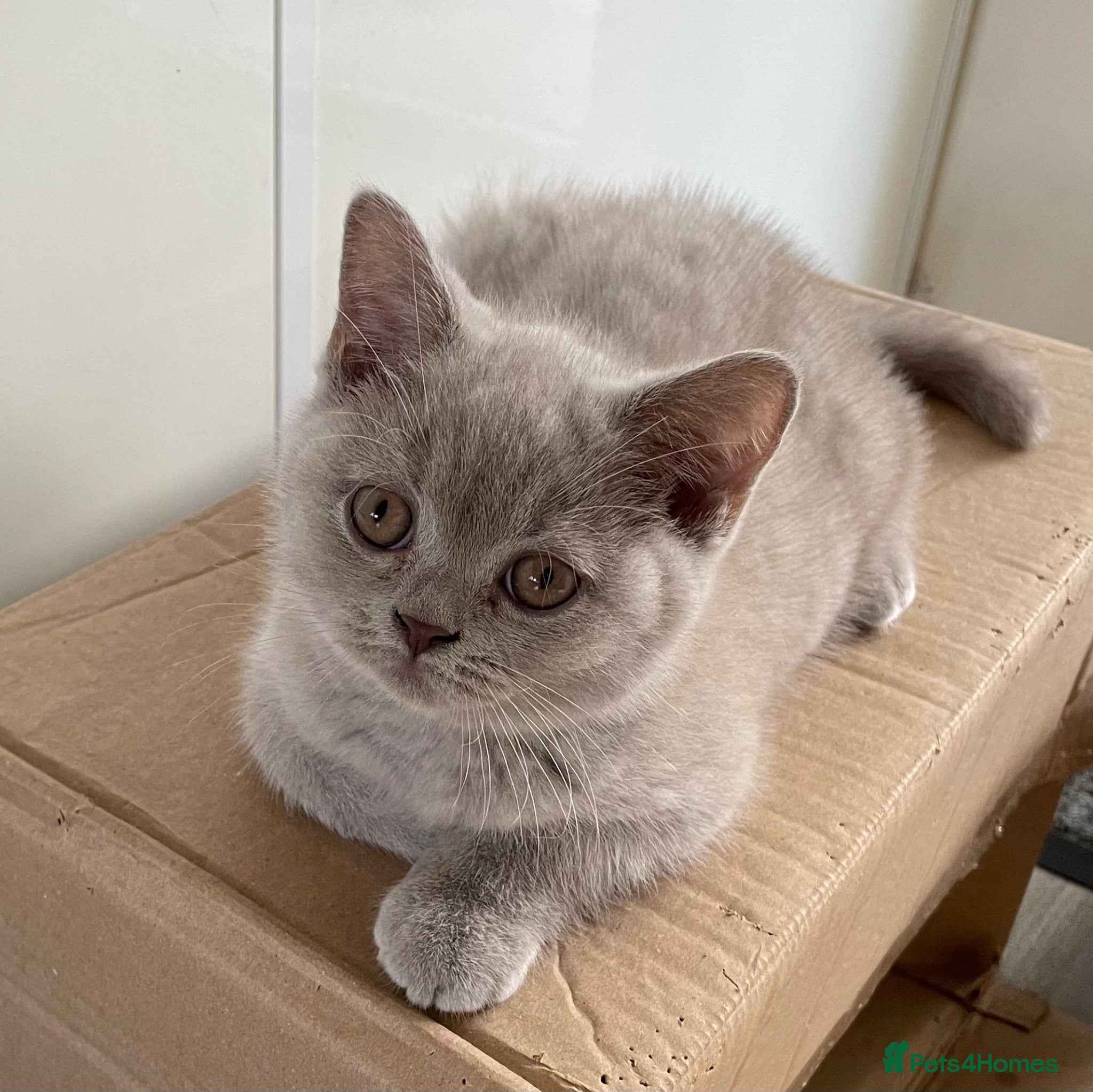 British Shorthair cats Adorable pedigree  Bsh babies - Advert 1