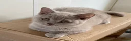 British Shorthair cats for sale: Adorable pedigree  Bsh babies - Advert 1