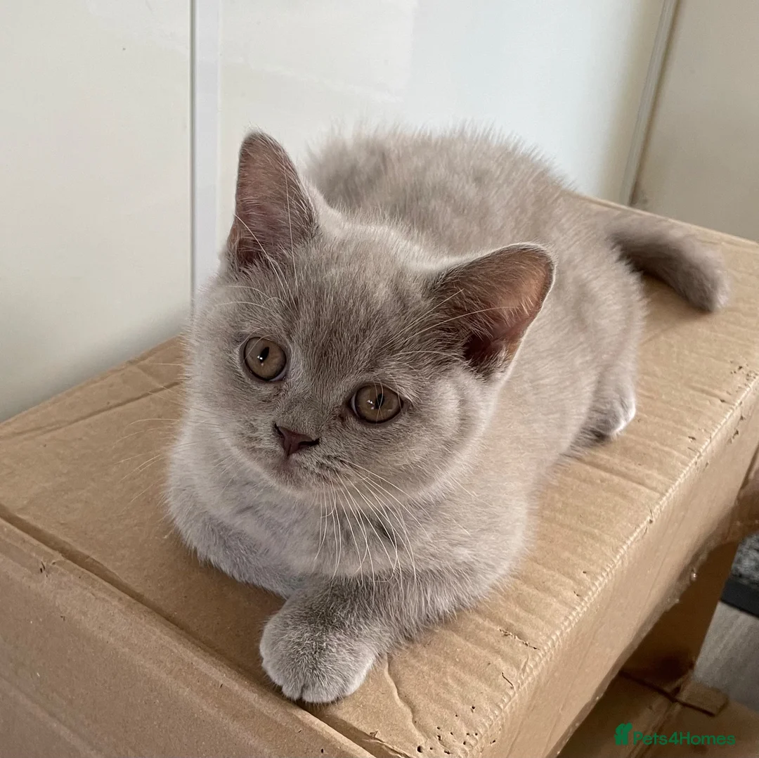 British Shorthair cats for sale: Adorable pedigree  Bsh babies - Advert 1