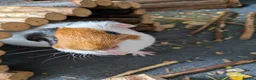 Guinea Pig rodents for sale: Two boar guinea pigs FREE TO A GOOD HOME - Advert 2