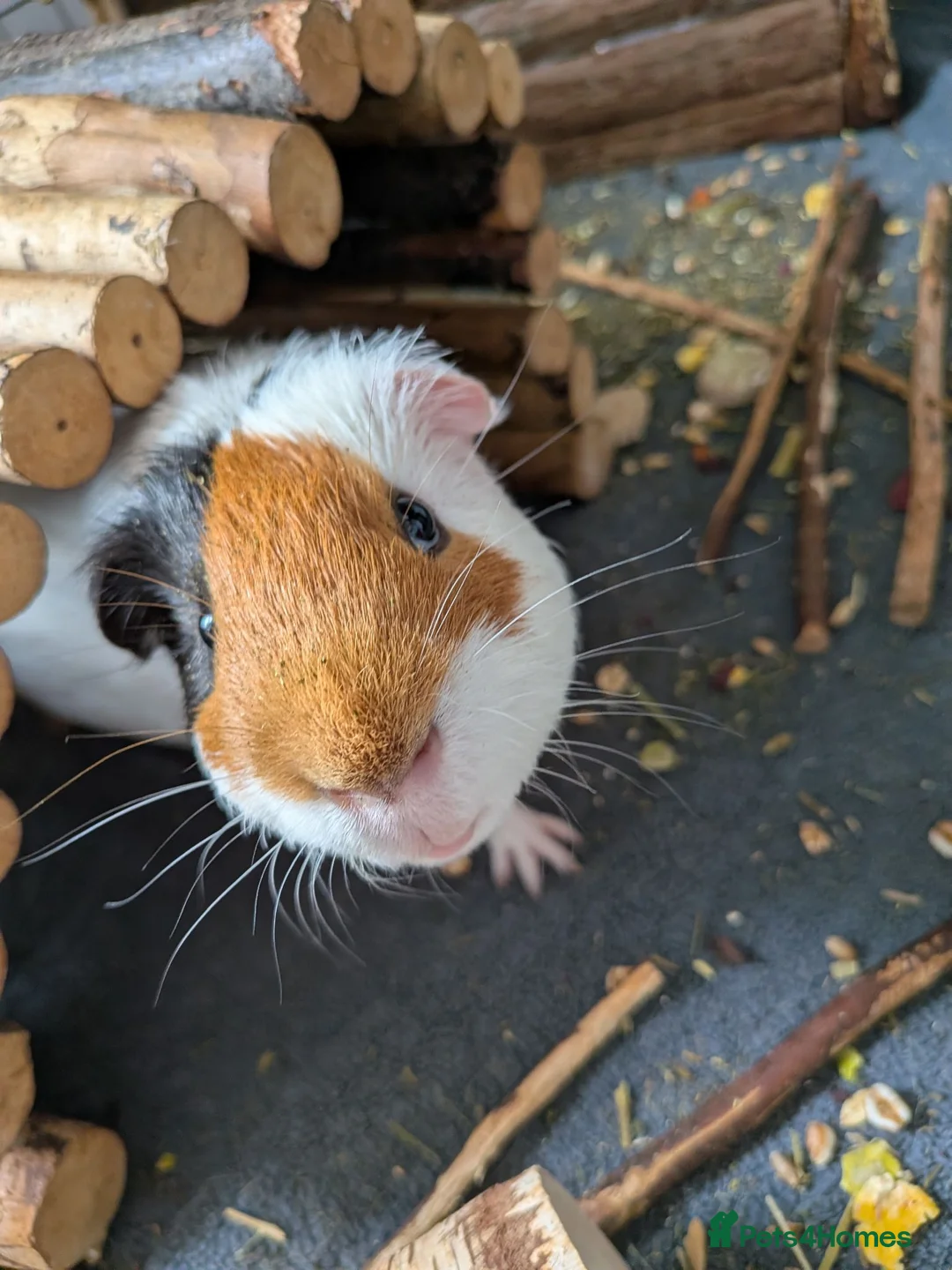 Guinea Pig rodents for sale: Two boar guinea pigs FREE TO A GOOD HOME - Advert 2