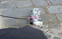 English Setter dogs for adoption: Ruby and Ellie - 2.5 years old | Female Setters - Image 16