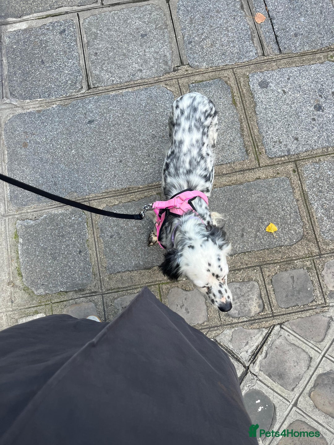 English Setter dogs for adoption: Ruby and Ellie - 2.5 years old | Female Setters - Image 16
