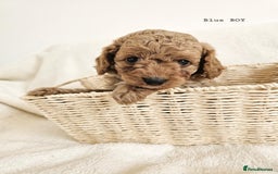 Cavapoo dogs for sale: Adorable F1b Cavapoo Puppies Ready from 20th Sept - Image 21