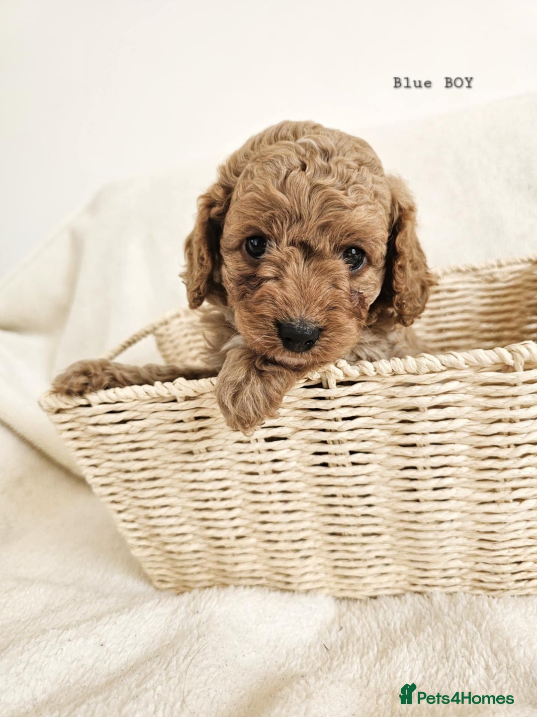 Cavapoo dogs for sale: Adorable F1b Cavapoo Puppies Ready from 20th Sept - Image 21