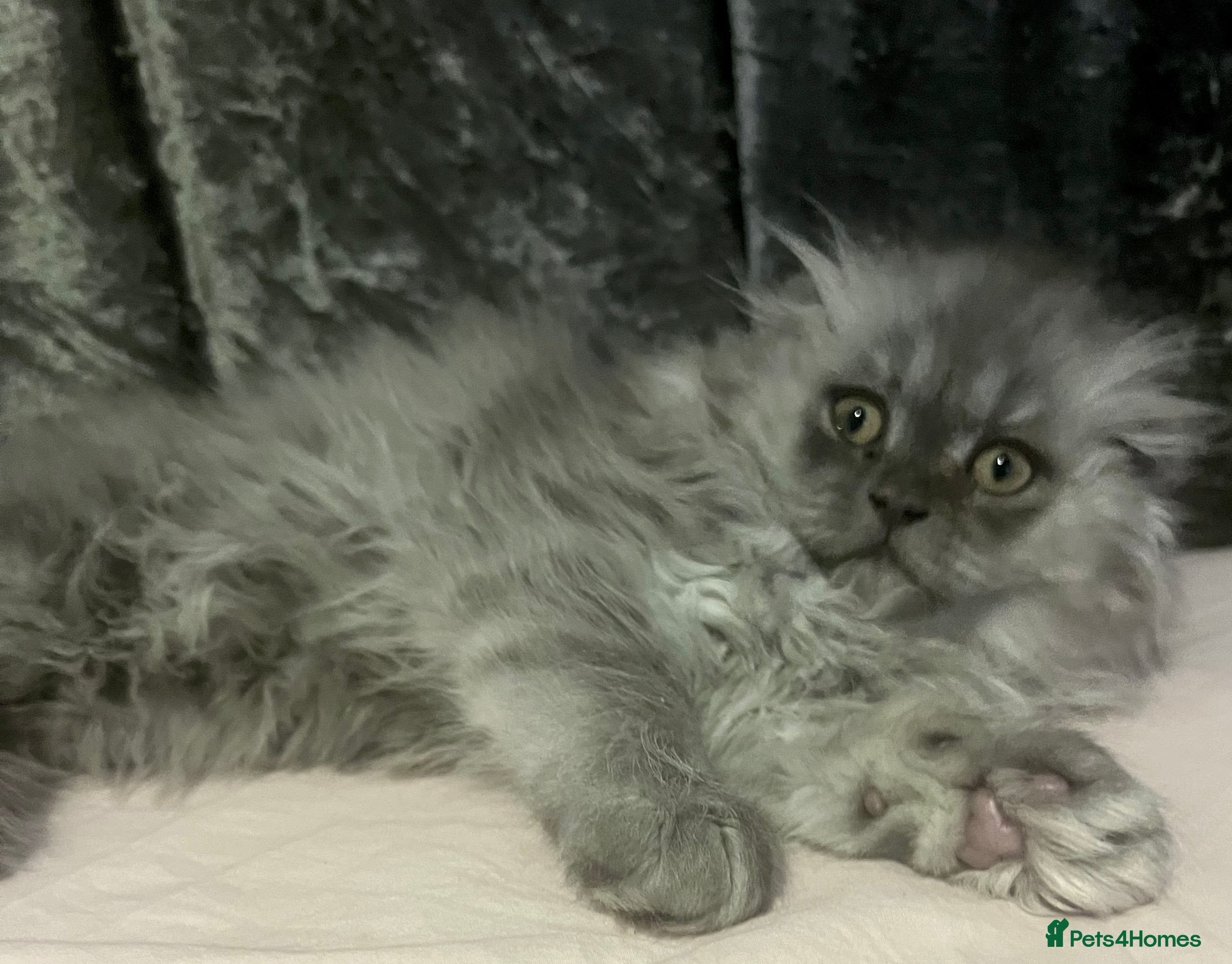 Scottish Fold cats Lovley Scottish fold and straight kittens  - Advert 6