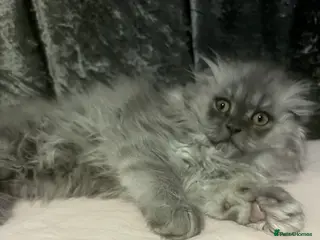 Scottish Fold cats Lovley Scottish fold and straight kittens - Advert 6