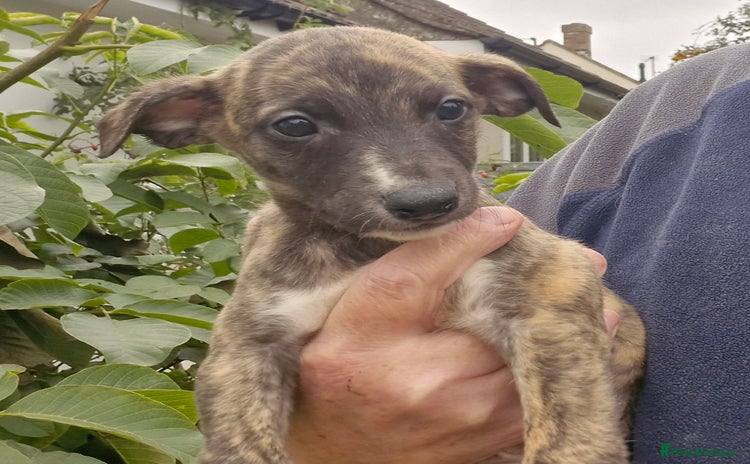 Whippet dogs - Advert 3