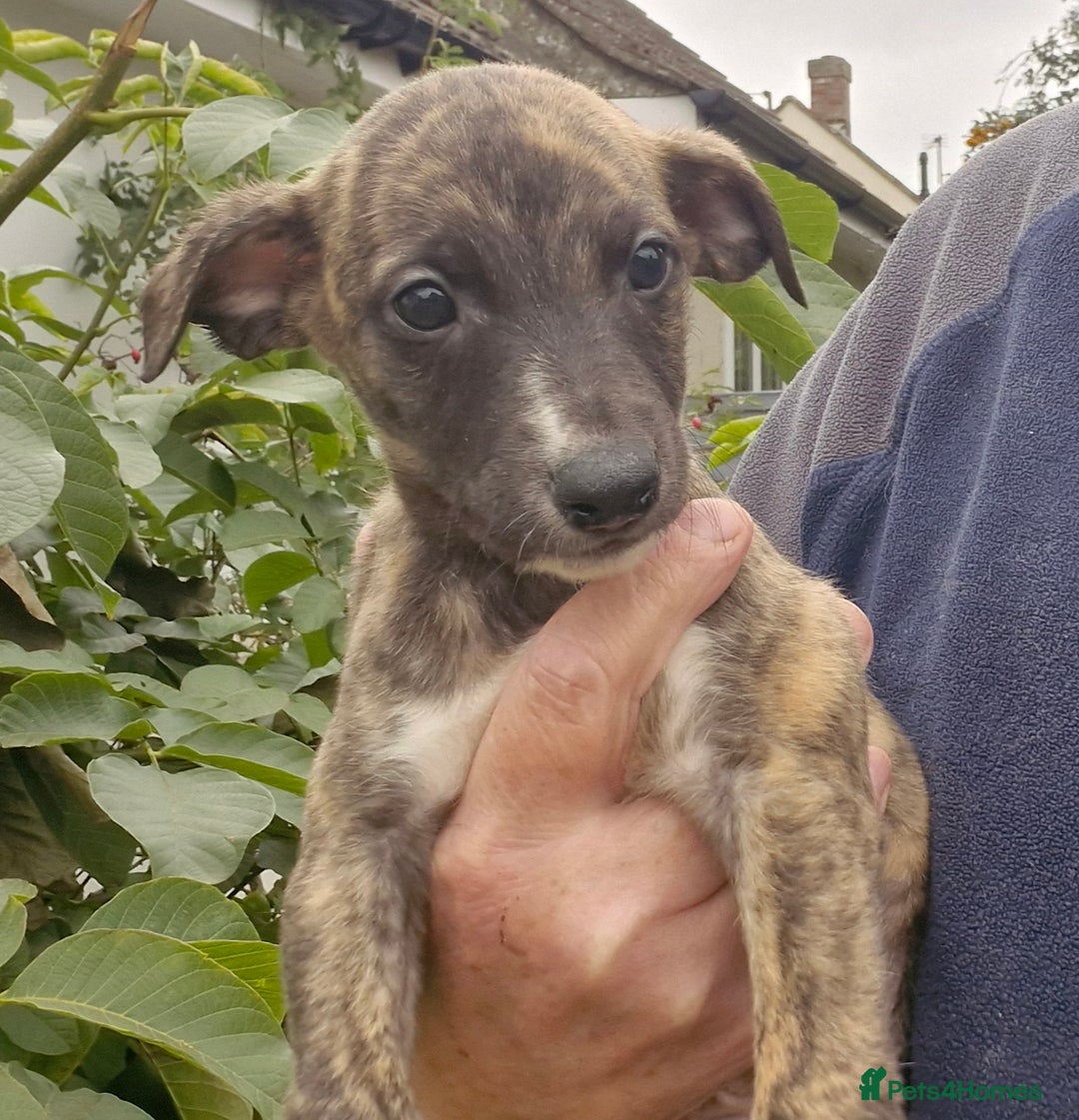 Whippet dogs for sale: Five Star KC Whippet BOY - Reduced! - Image 1