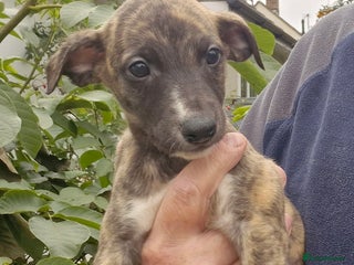 Whippet dogs for sale - Advert 1