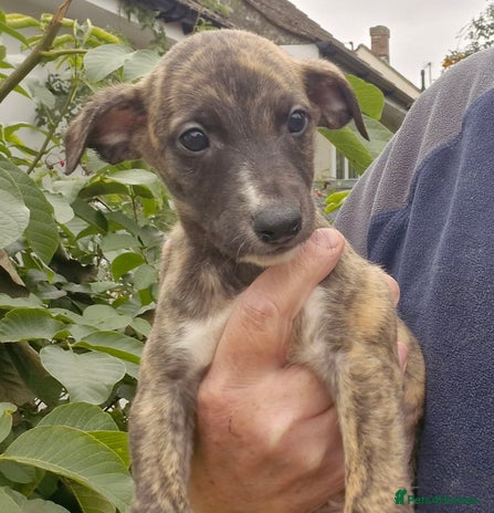 Whippet dogs - Advert 4