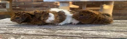 Guinea Pig rodents for sale: Abyssinian/ long-haired babies - Advert 32