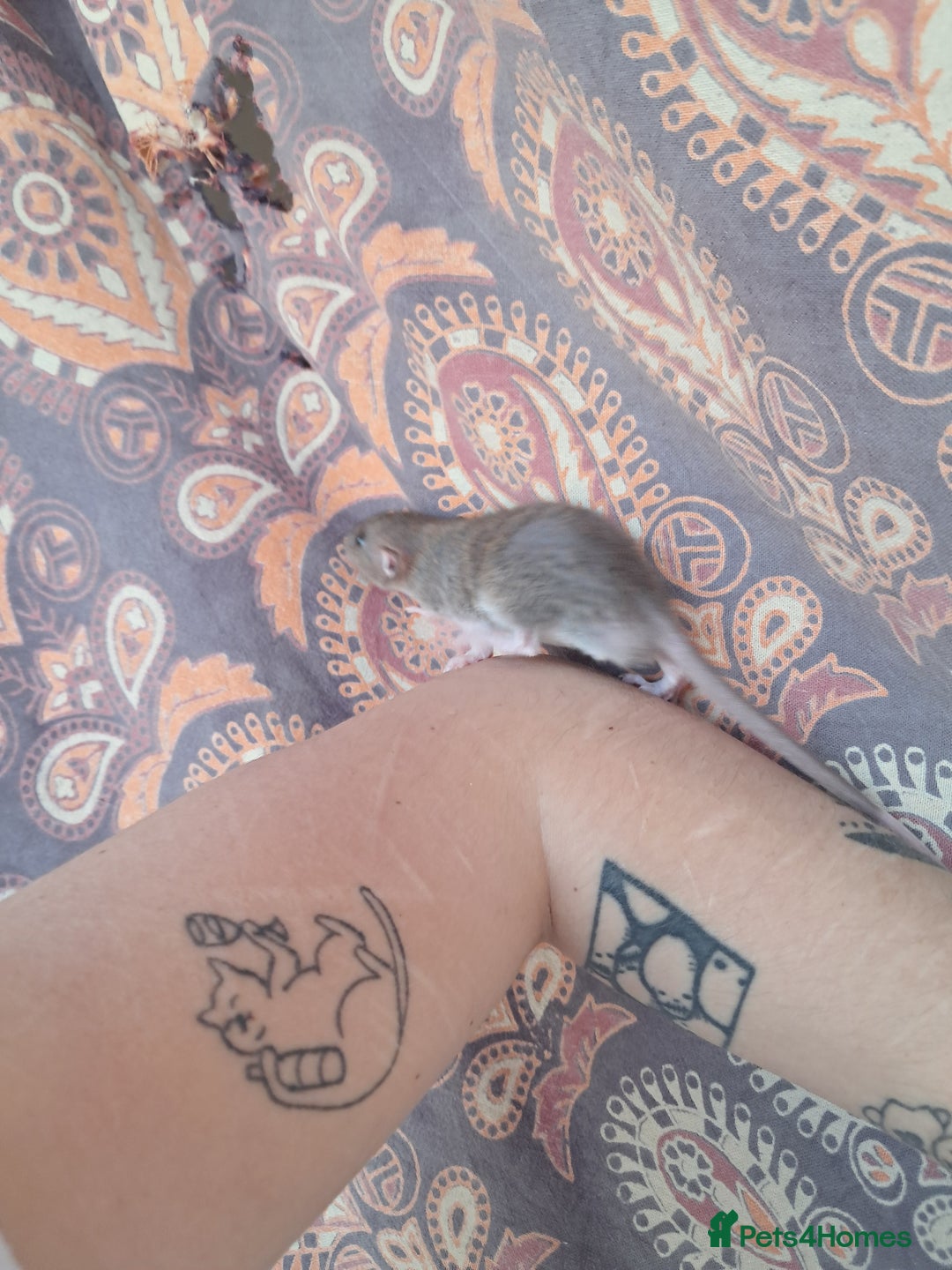 Rat rodents for sale: All rats have been reserved. - Image 20