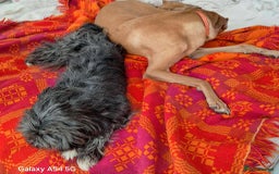 Mixed Breed dogs for adoption: ANGEL-3 yo, happy, friendly,loves people/dogs/cats - Image 4