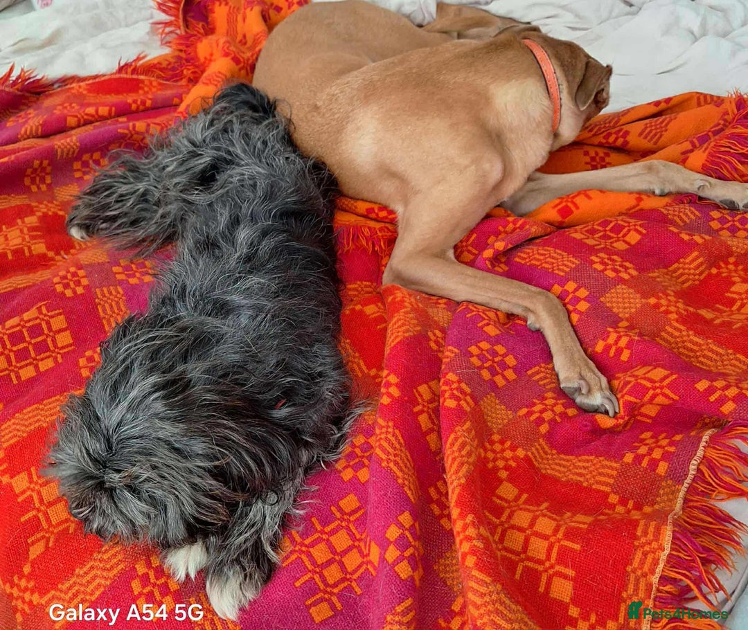 Mixed Breed dogs for adoption: ANGEL-3 yo, happy, friendly,loves people/dogs/cats - Image 4