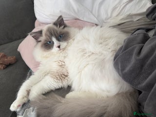 Ragdoll cats Two GCCF Ragdoll Boys left - Advert 1