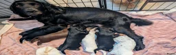 Cocker Spaniel dogs for sale: Gorgeous working cocker pups 1 Girl available  - Advert 7