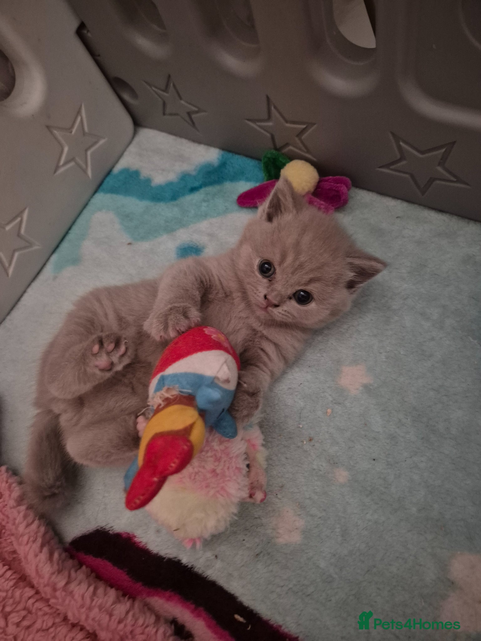 British Shorthair cats Cute, Lilac BSH boy for new home  - Advert 8