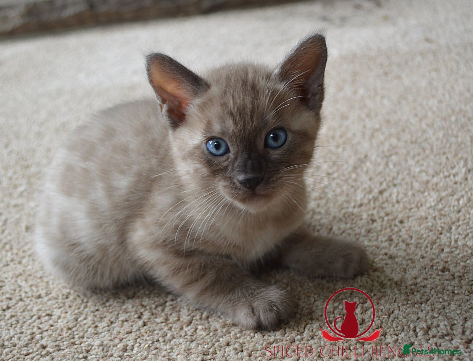 Bengal cats ✨️ OUTSTANDING TICA BENGAL KITTENS ✨️ - Advert 1