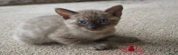 Bengal cats for sale: ✨️ CHAMPION TICA BENGAL KITTENS 🔥 - Advert 15