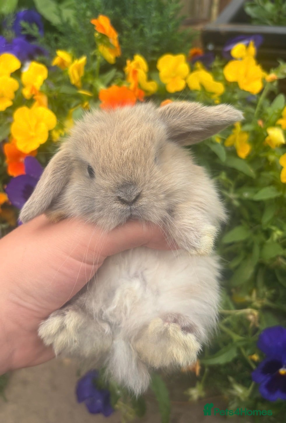 Mini Lop rabbits Vaccinated mini lop ready this week for 5⭐️🏡 - Advert 4