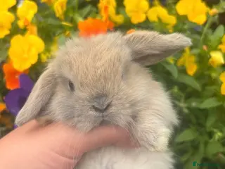 Mini Lop rabbits Vaccinated mini lop ready this week for 5⭐️🏡 - Advert 4
