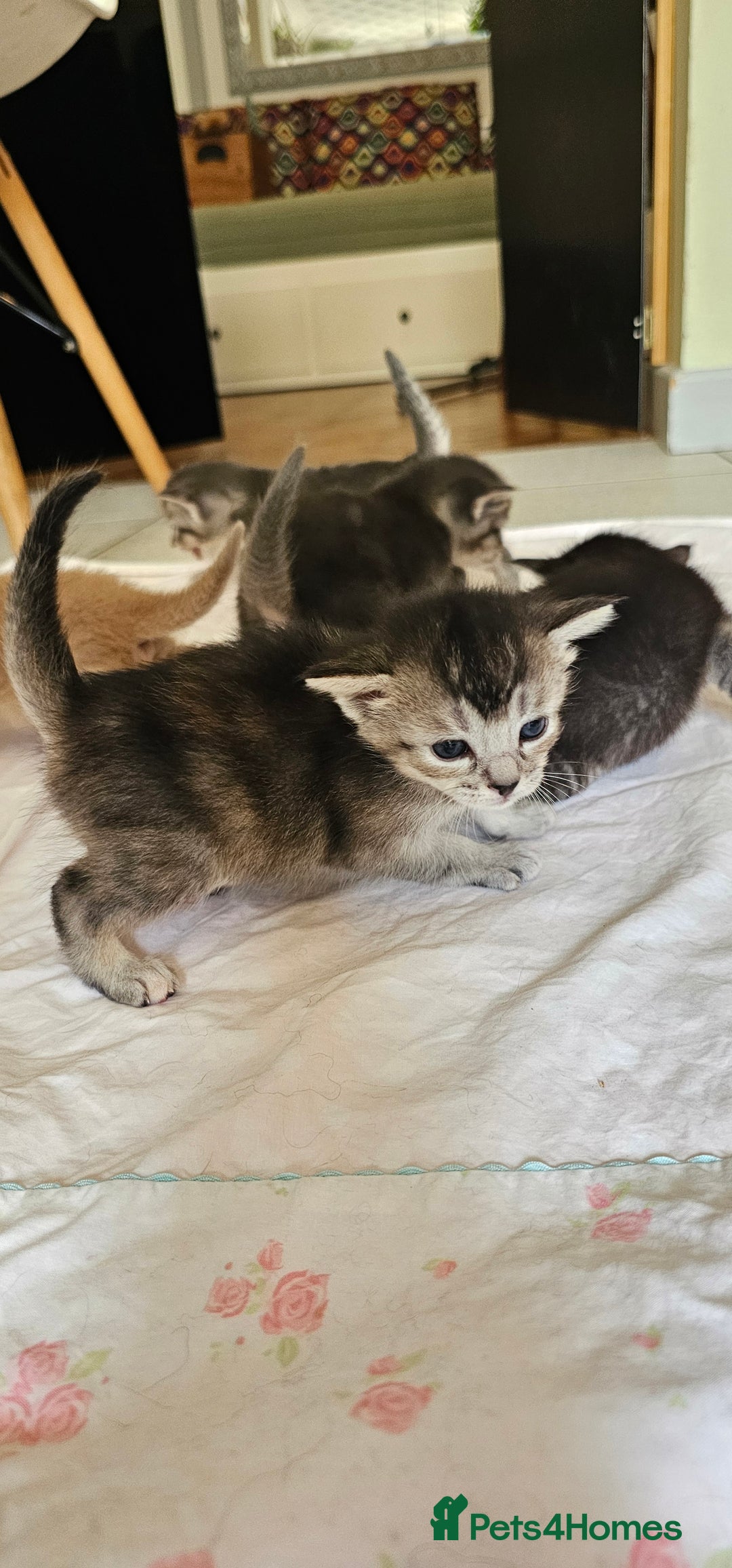 Mixed Breed cats for sale: Abyssinian x Bengal  - Image 33