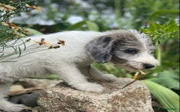 Mixed Breed dogs for sale: Poodle cross - Image 20