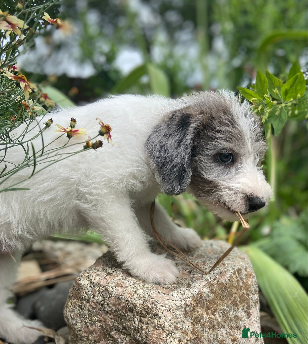 Mixed Breed dogs for sale: Poodle cross - Image 20