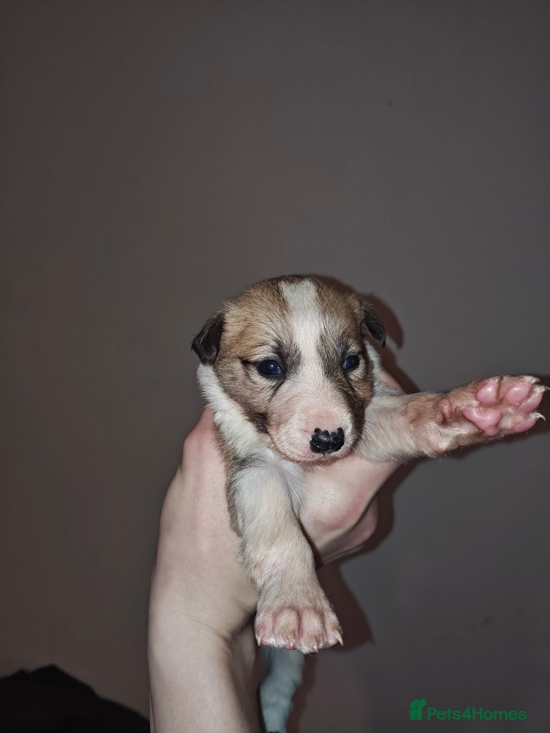 Mixed Breed dogs for sale: Border Collie X Husky/Whippet puppies for sale - Advert 9