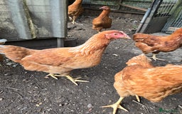 Chickens poultry for sale: Chickens for sale  - Image 4