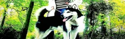 Siberian Husky dogs for sale: Stunning siberian husky puppies  in Dunstable - Advert 4