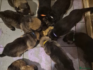 German Shepherd dogs 8 beautiful GSD puppies for sale - Advert 5