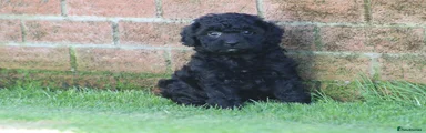 Cockapoo Girl 2