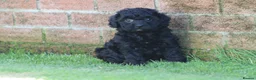 Cockapoo dogs for sale: Beautiful Cockapoo puppies for sale  in Llanelli - Advert 7