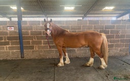 Other Breed horses for sale: Stunning Welsh X chunky gelding  - Image 1