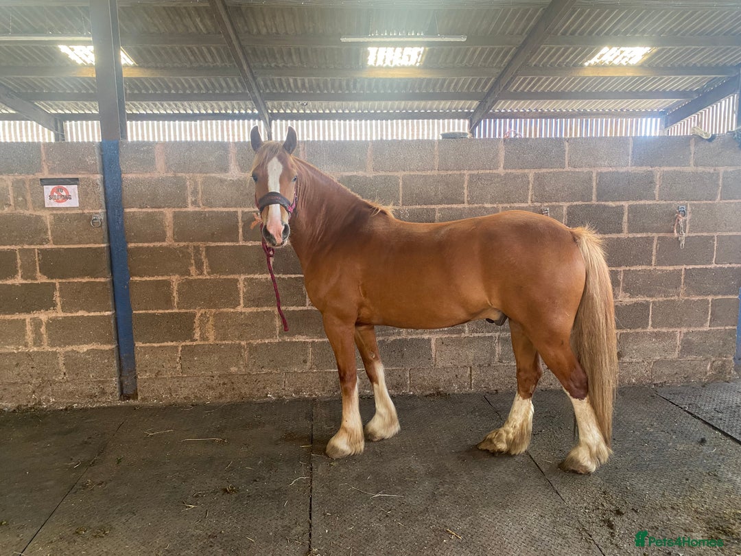 Other Breed horses for sale: Stunning Welsh X chunky gelding  - Image 1