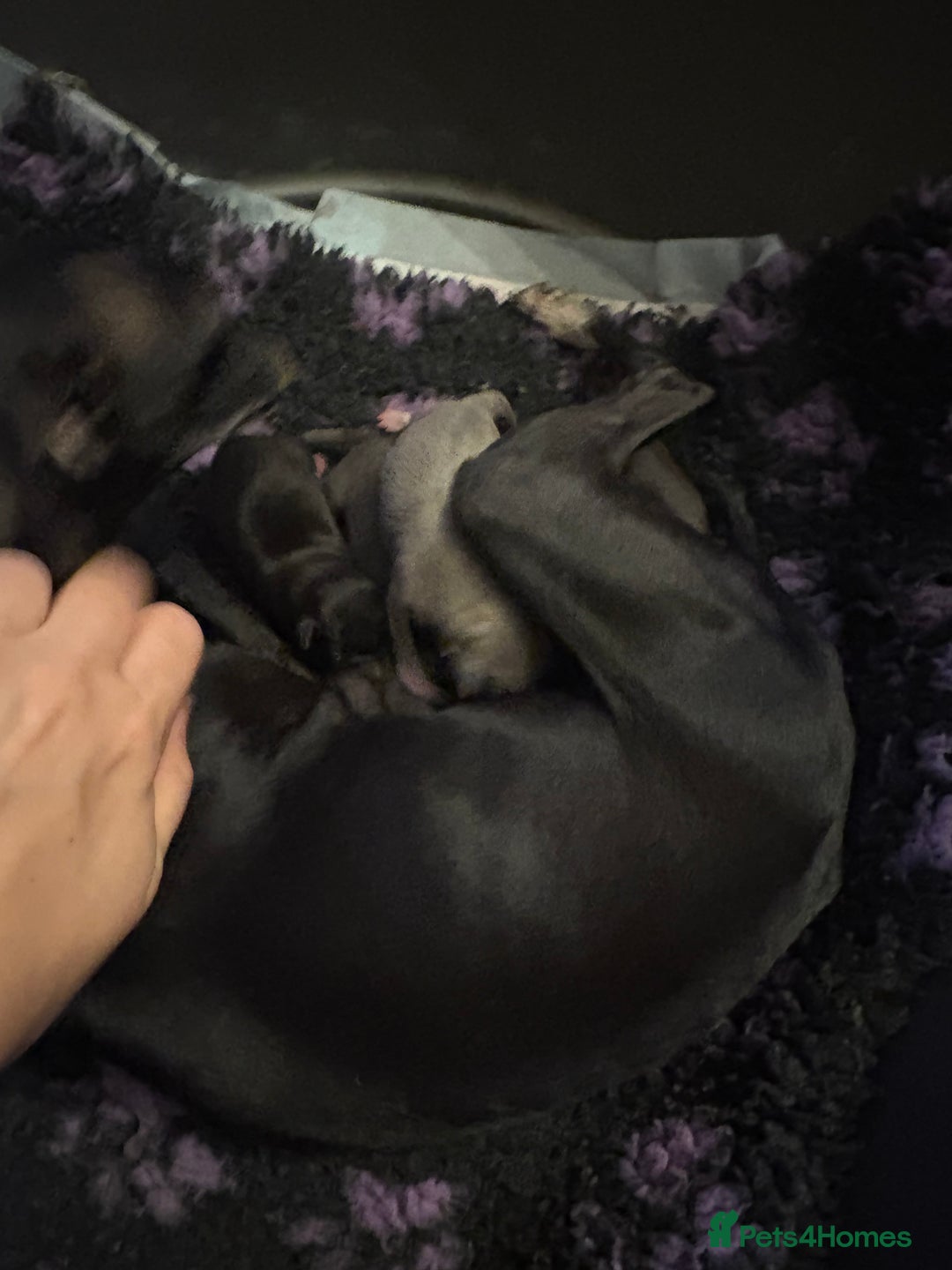 Italian Greyhound dogs for sale: KC Italian Greyhound Puppies  - Advert 33