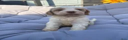 Mixed Breed dogs for sale: Cockatzu in Rowley Regis - Advert 14