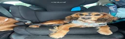 Cocker Spaniel dogs for sale: 8 month old cocker spaniel bitch  - Advert 6