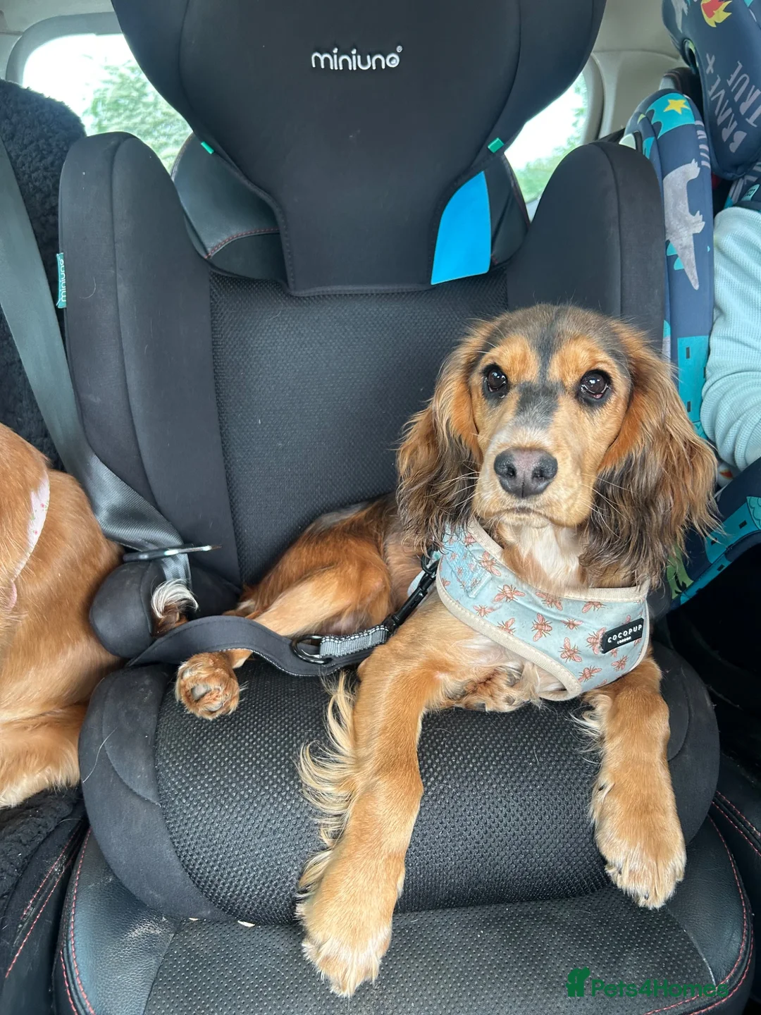 Cocker Spaniel dogs for sale: 8 month old cocker spaniel bitch  - Advert 6