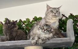 Maine Coon cats for sale: TICA 5 GEN PEDIGREE DNA TESTED  - Image 5
