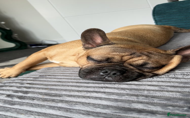 Frug dogs - Advert 2