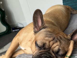 Frug dogs - Advert 10