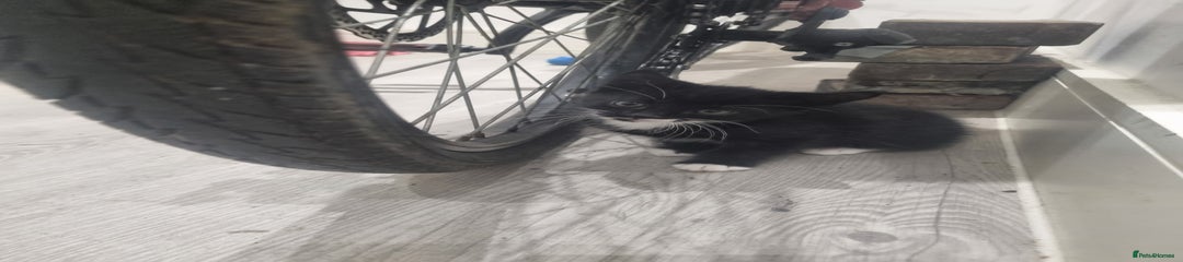 British Shorthair Kitten 5