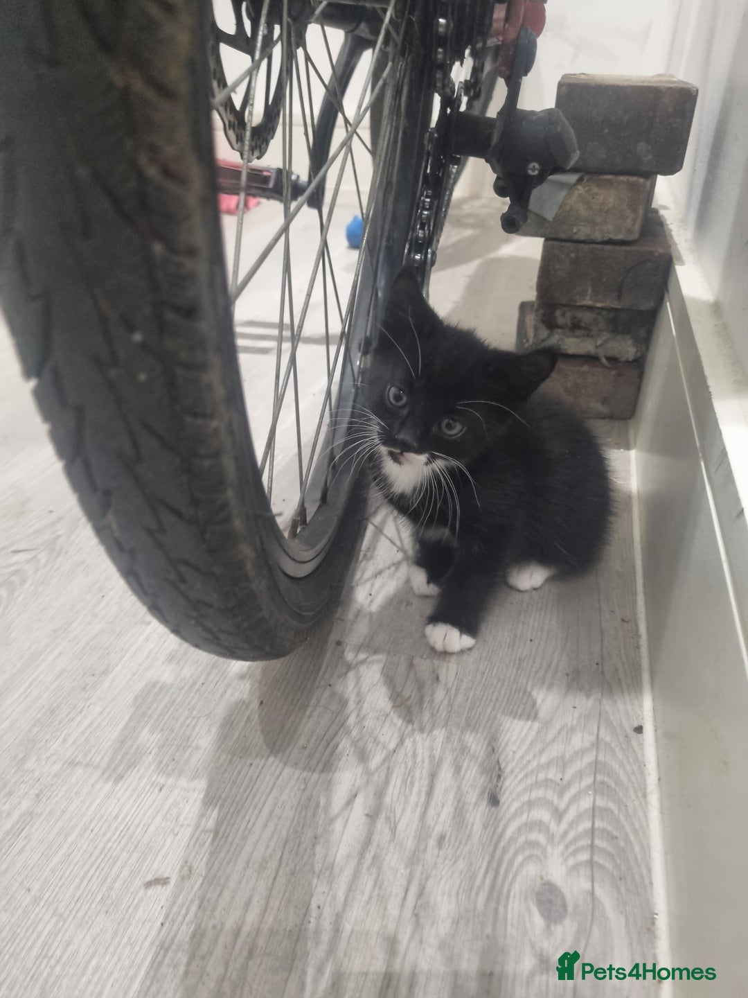 British Shorthair cats for sale: Kittens for sale - Advert 10