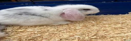 Mini Lop rabbits for sale: Mini lop baby rabbits - Advert 3