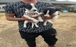 Lurcher dogs for sale: Lurcher pups - Image 5