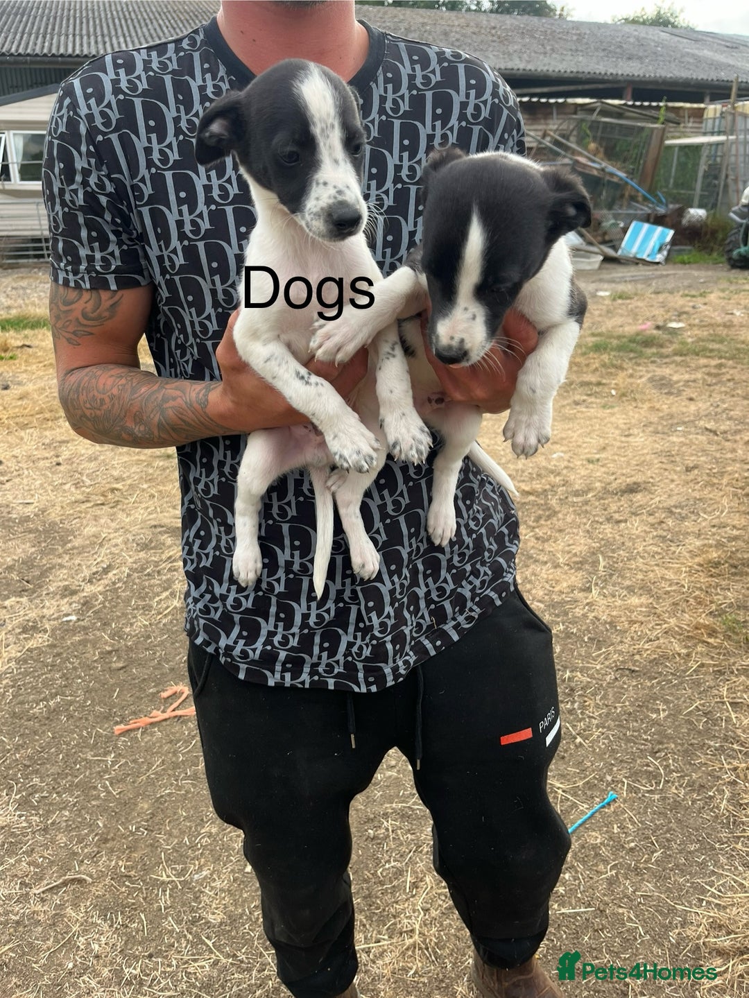 Lurcher dogs for sale: Lurcher pups - Image 5